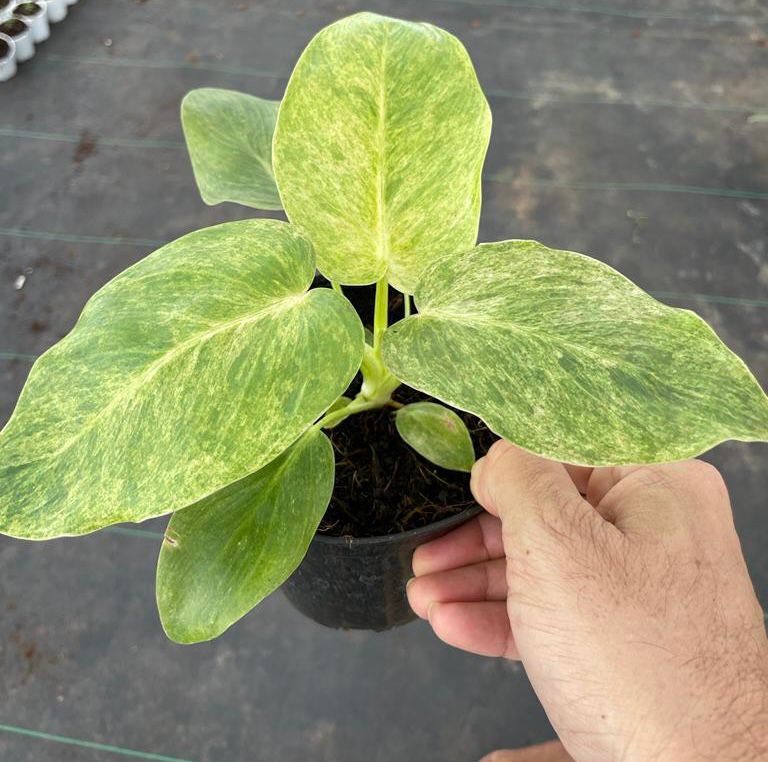 Philodendron Giganteum Blizzard Variegated