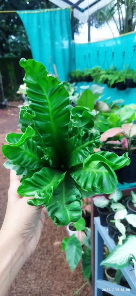 Cobra Fern