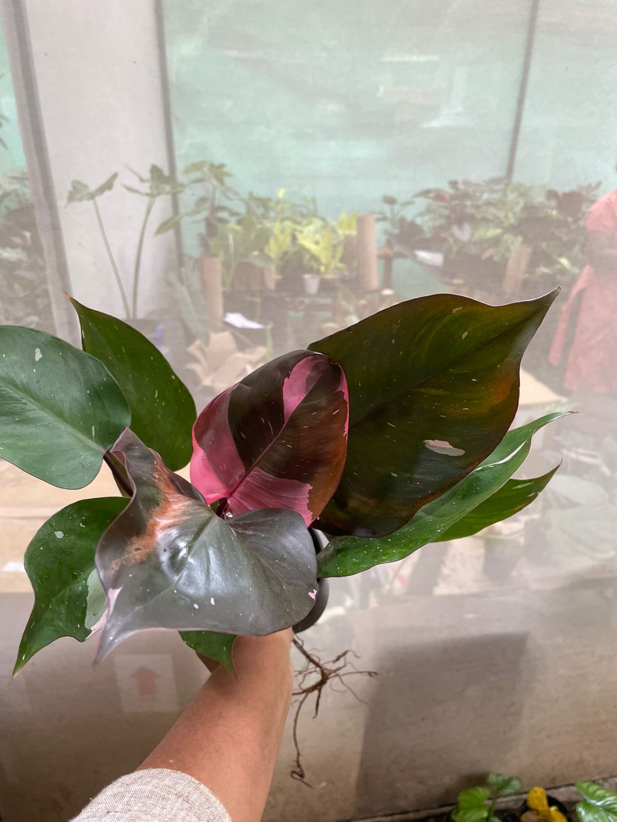 Large Philodendron Pink Princess online | Full Plant 6” pot