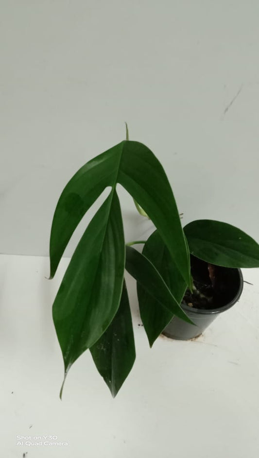 Philodendron Panduriforme
