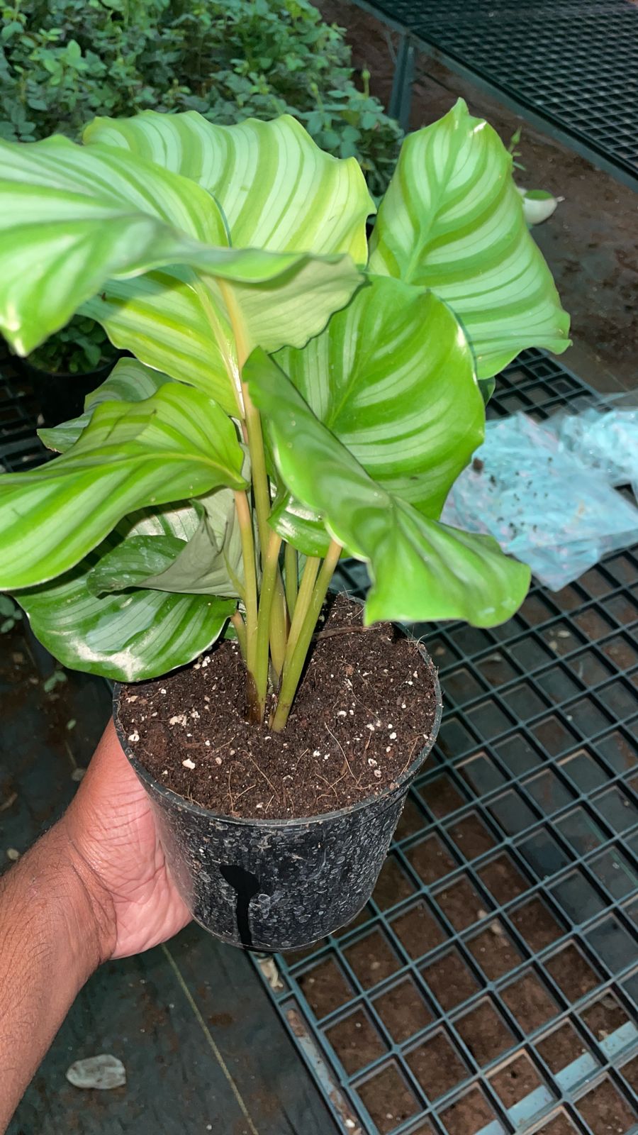 Calathea Orbifolia