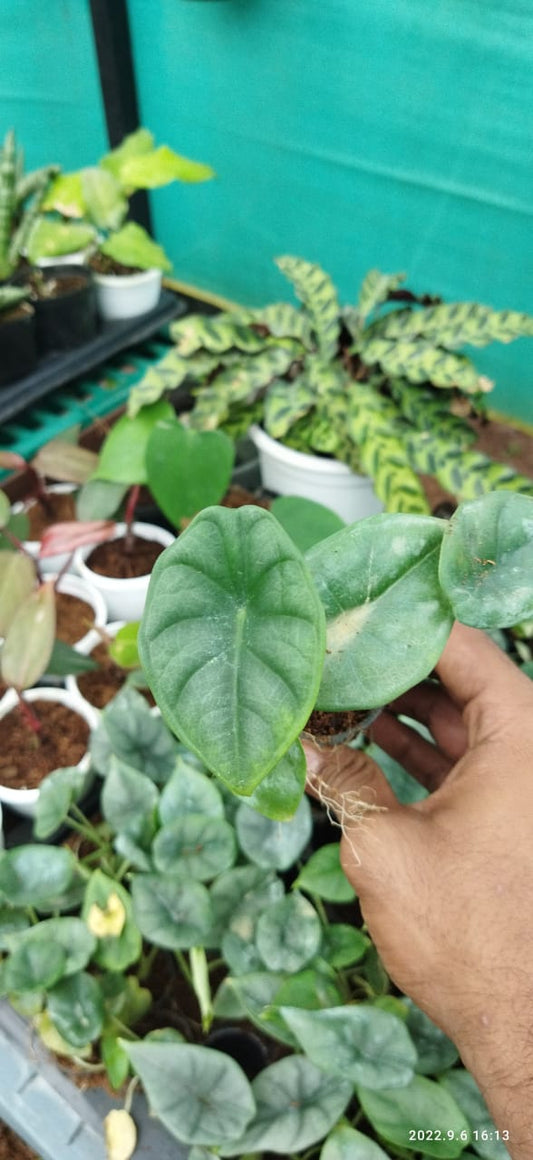 Alocasia Nebula 'Juvenile'