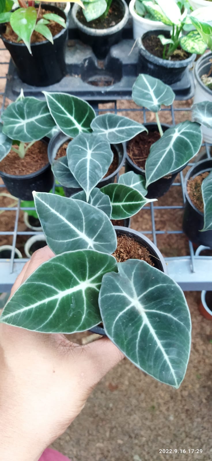 Black Velvet Alocasia 'Juvenile'