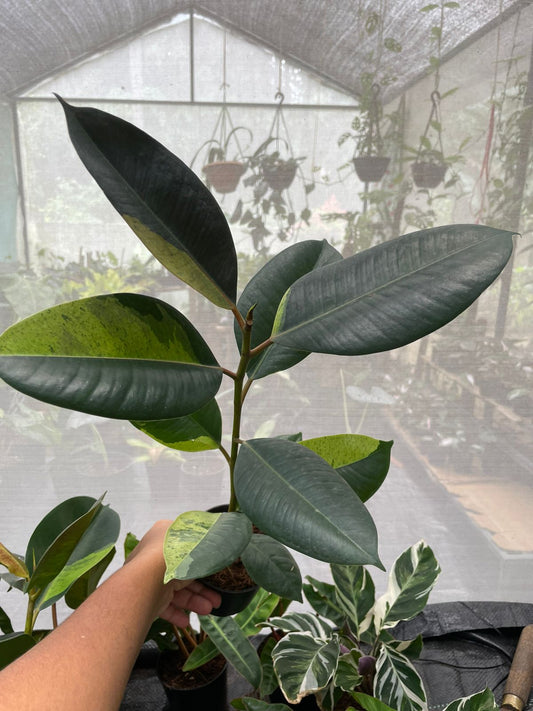Ficus Elastica Nairobi Night