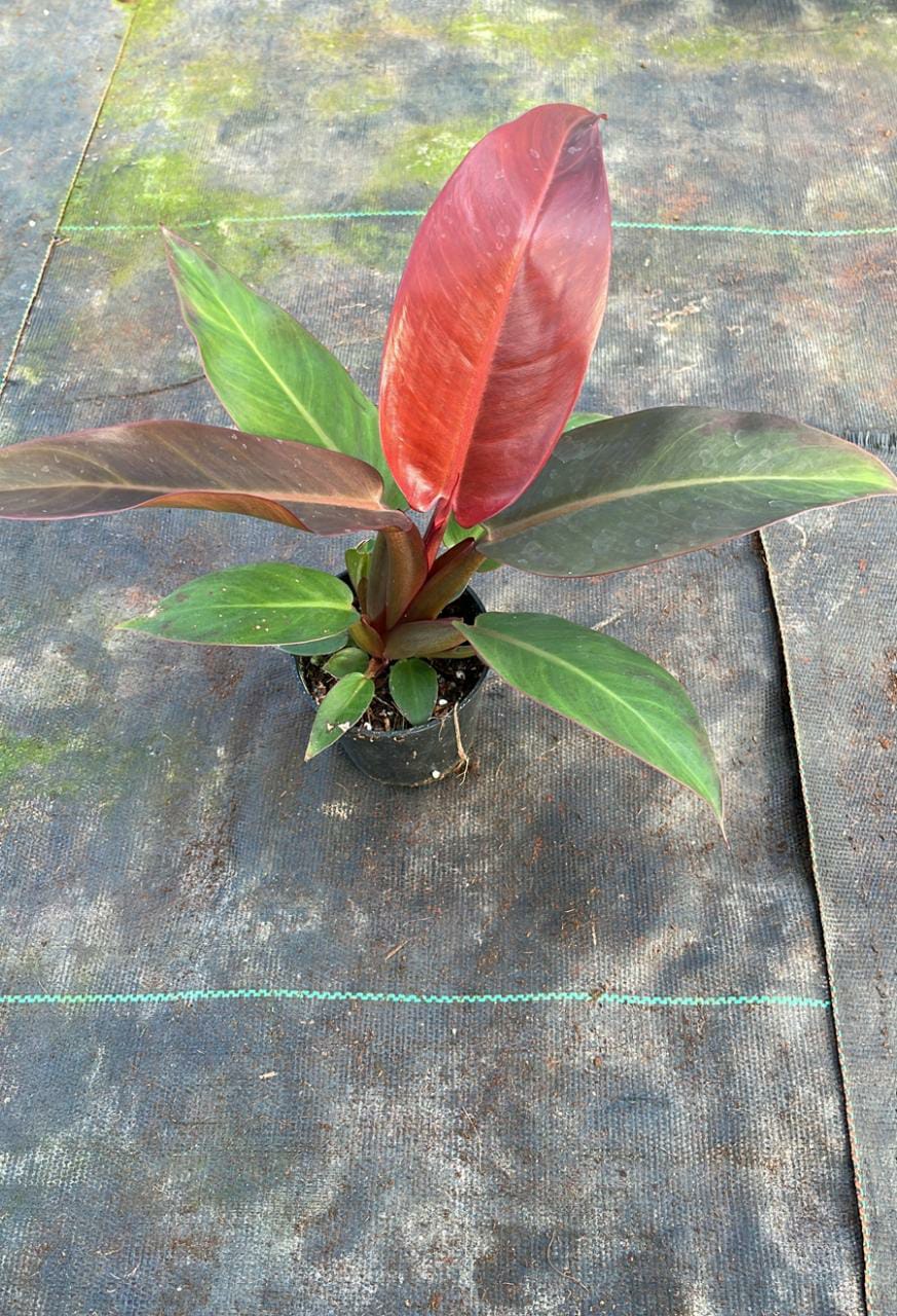 Philodendron Sunset Red