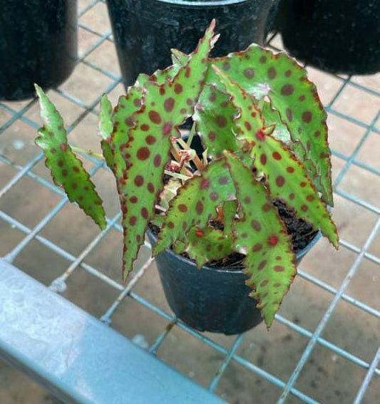 Begonia Amphioxus