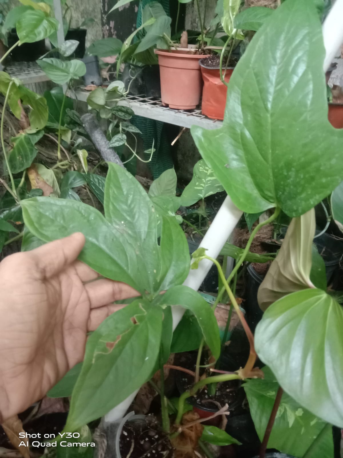 Anthurium Clavigerum