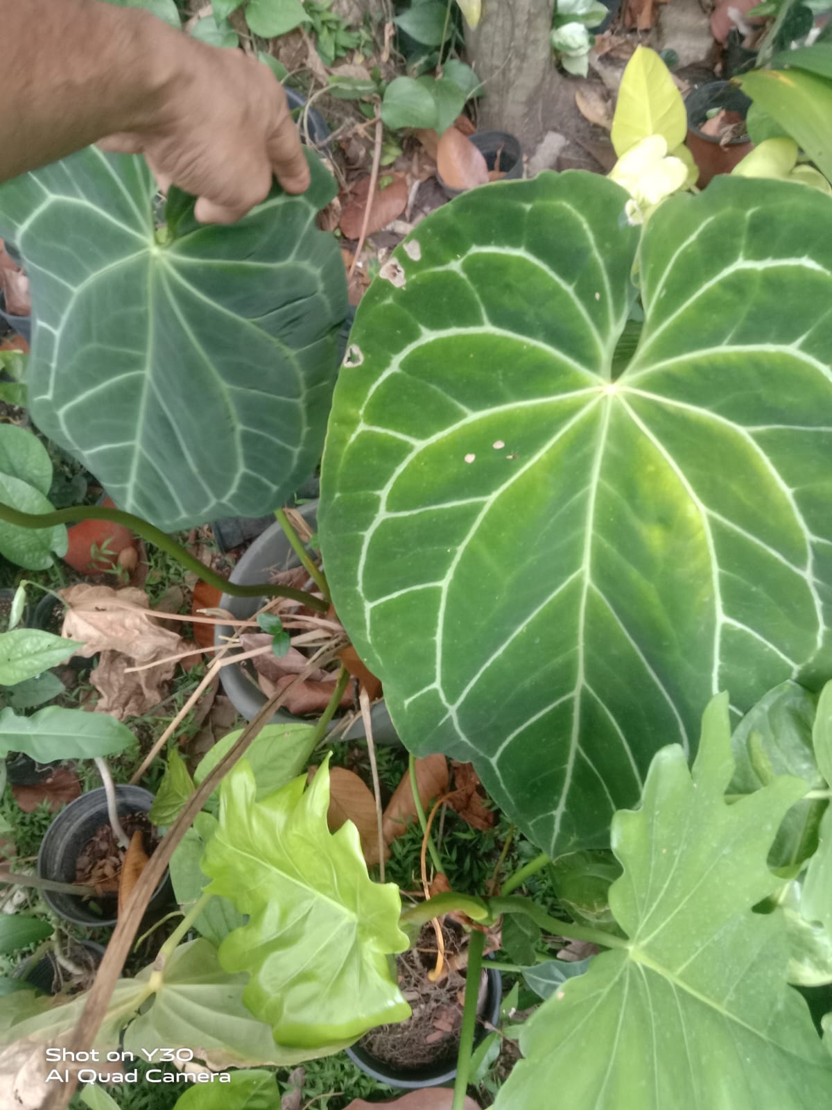 Anthurium Magnificum 'Matured'