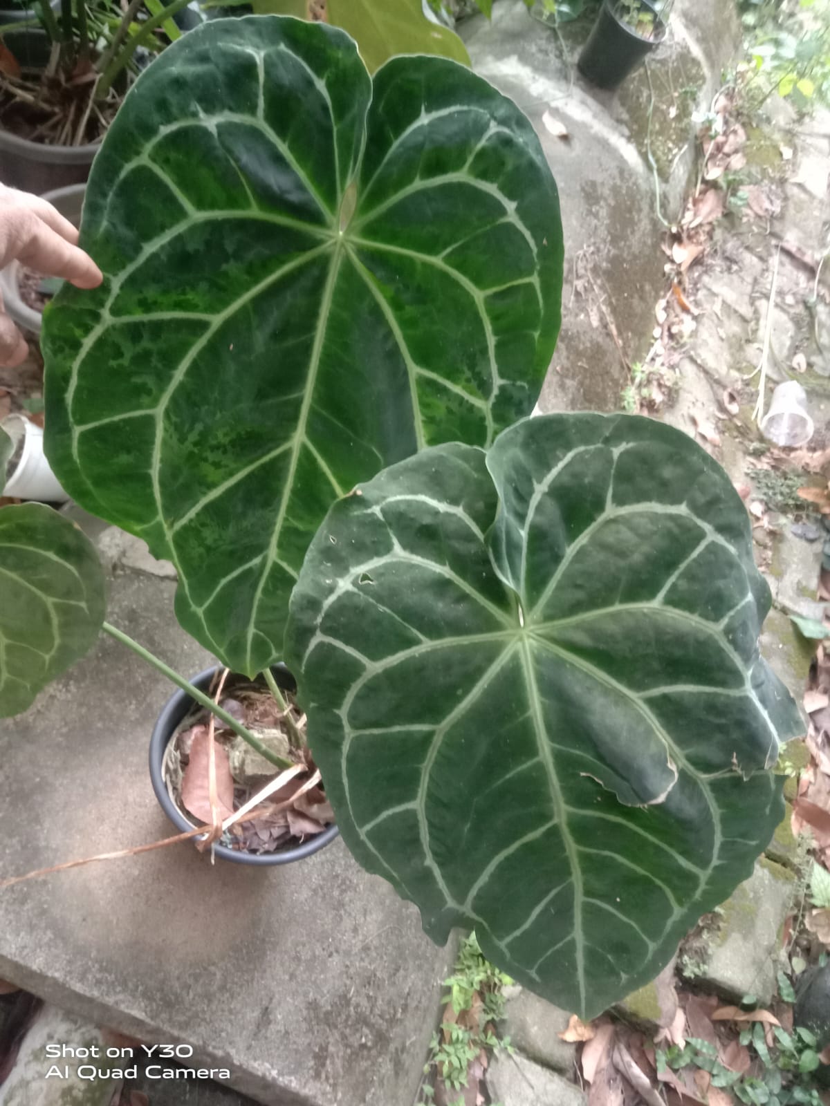 Anthurium Magnificum 'Matured'