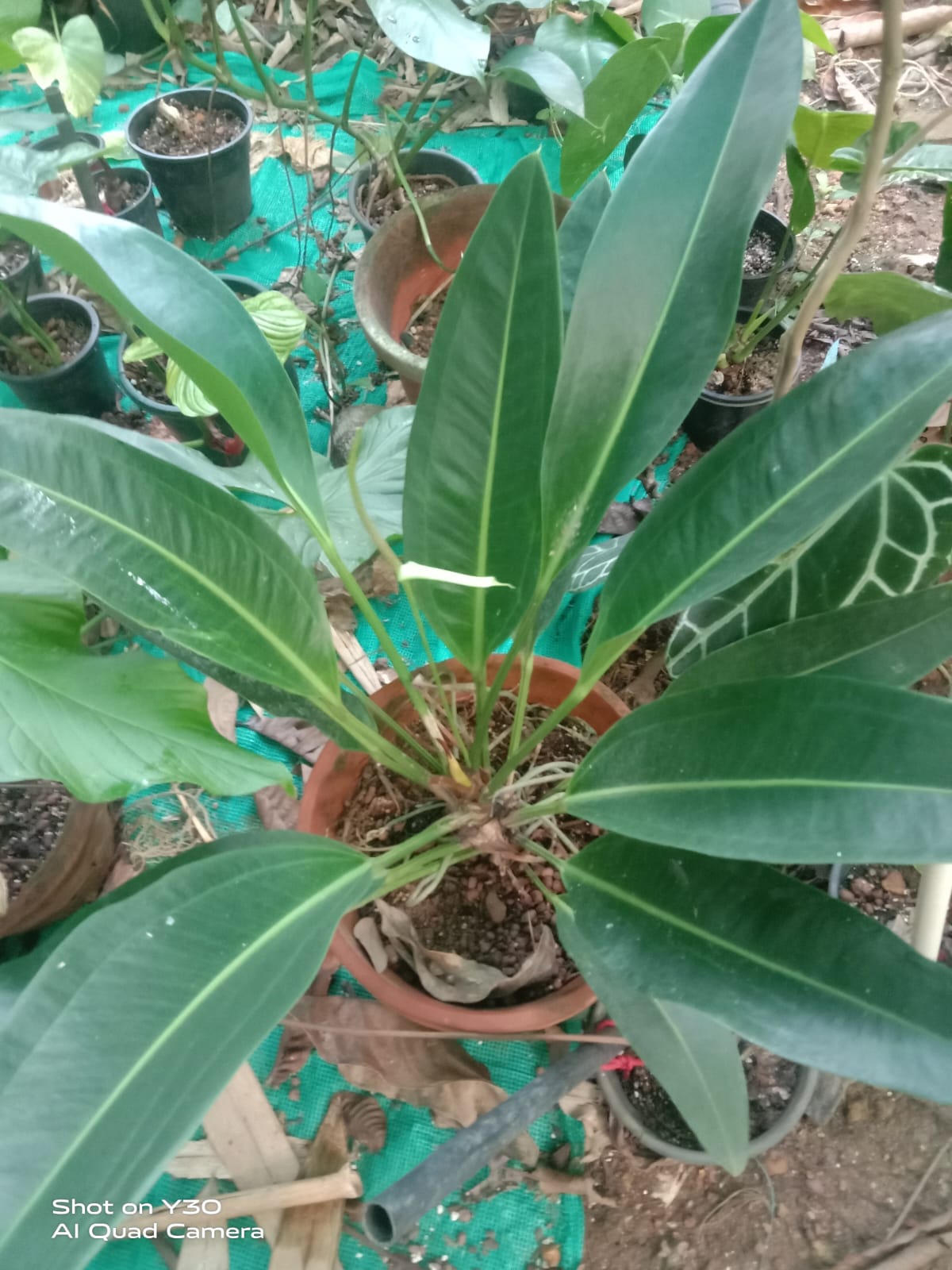 Anthurium Coriaceum 'Mother Plant'