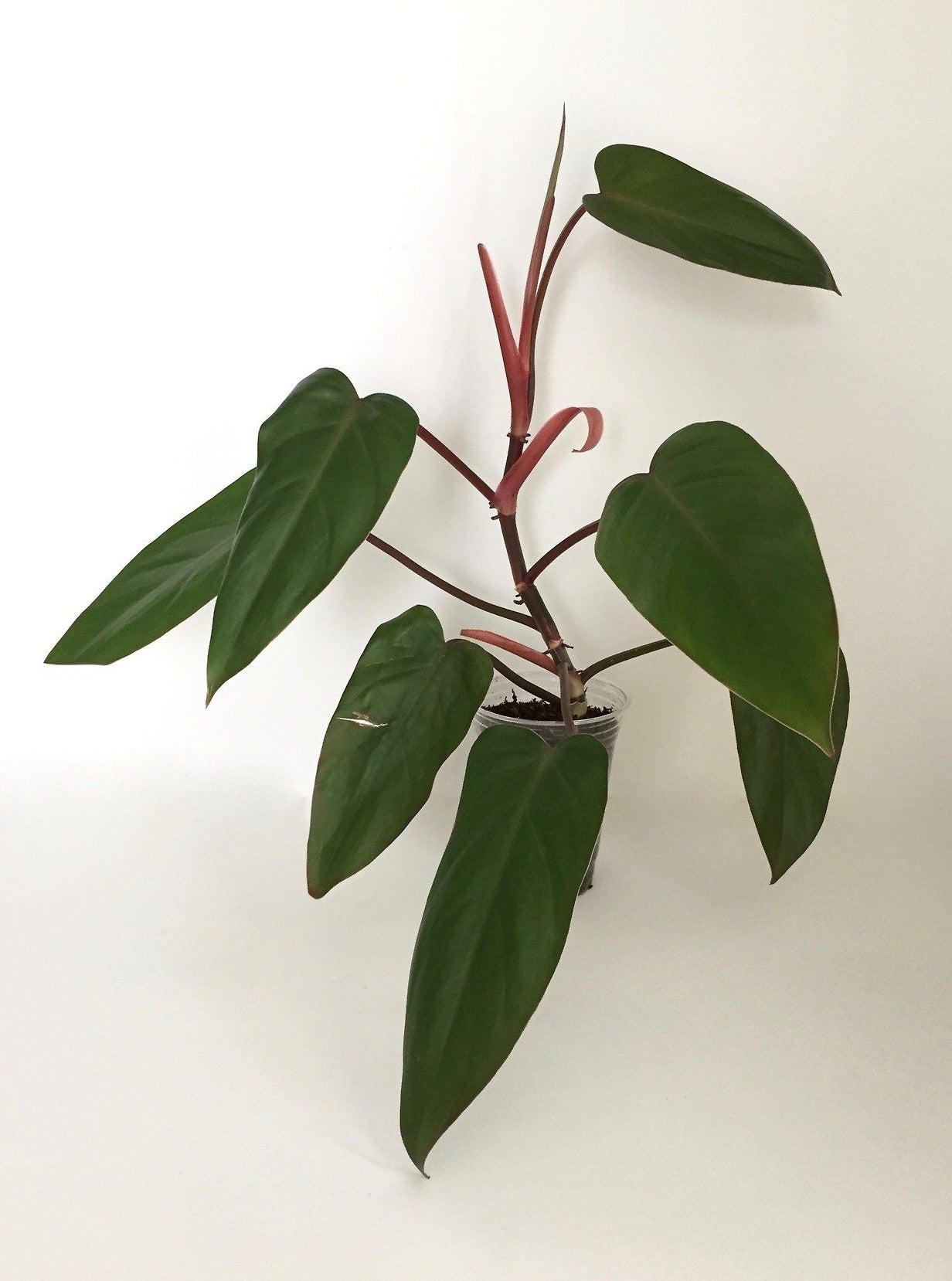 Philodendron Erubescens Red Emerald 'Single Leaf'