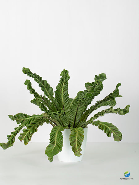 Cobra Fern