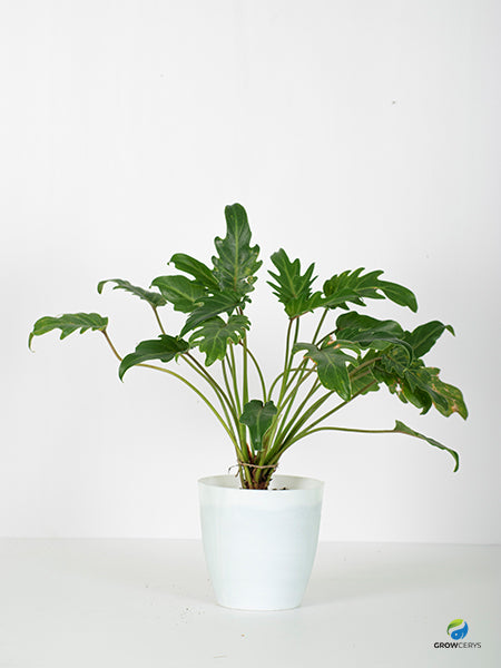 Philodendron Xanadu