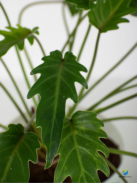 Philodendron Xanadu