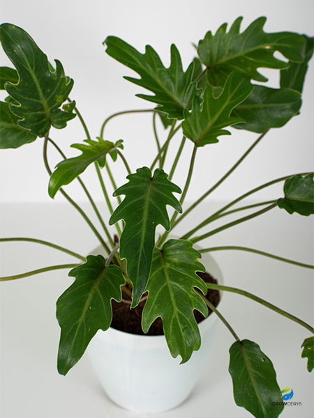 Philodendron Xanadu