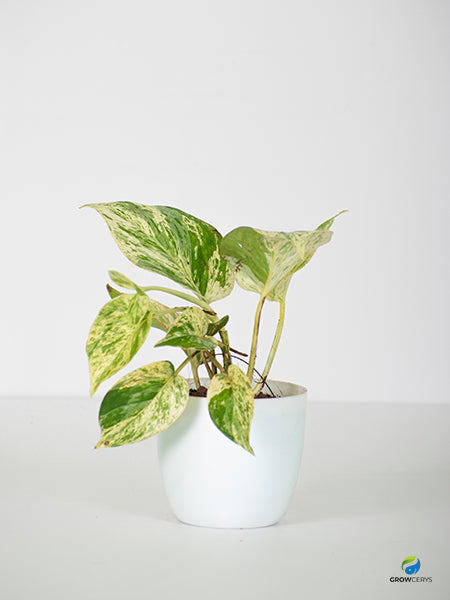 Pothos Marble Queen