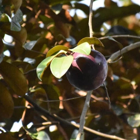 Purple Star Apple Exotic Fruit Plants (Chrysophyllum Cainito)