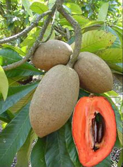 Mamey Sapote Magana Exotic Fruit Plants