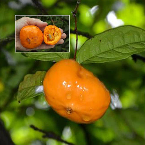 Sundrop Exotic Fruit Plants (Eugenia Victoriana)