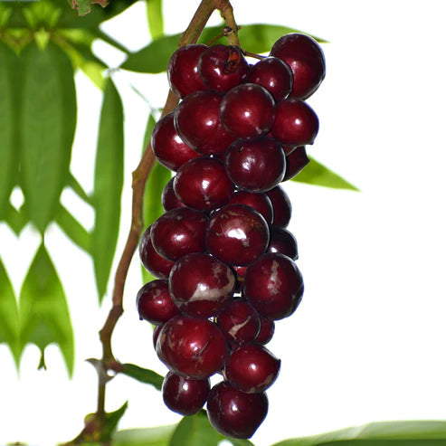 Terengganu Cherry Exotic Fruit Plants (Lepisanthes Alata)