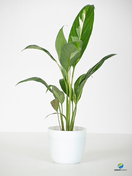 Variegated peace lily Jiffy