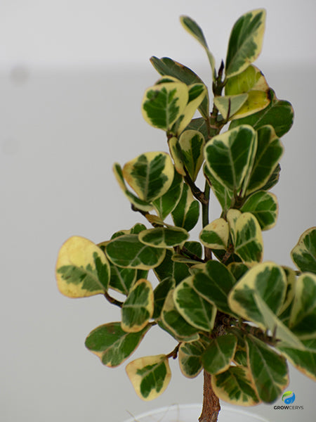 Variegated Triangle Ficus