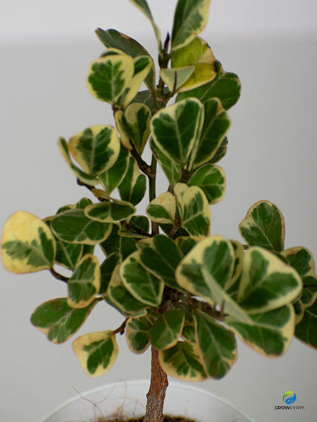 Variegated Triangle Ficus