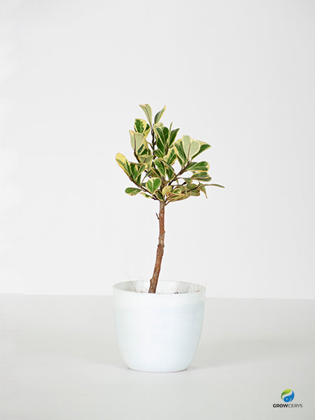 Variegated Triangle Ficus