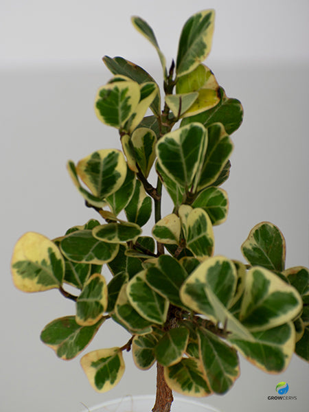 Variegated Triangle Ficus